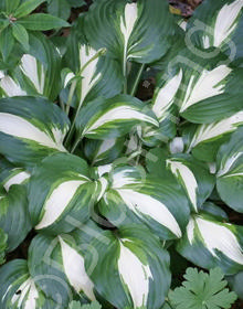 Hosta undulata 'Medio-variegata'